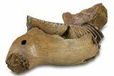 Juvenile Woolly Mammoth Half Mandible with M-M Molars - Poland #295854-3